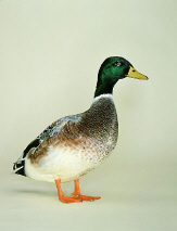 duck.jpg (18819 bytes)