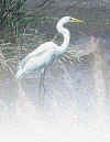 egret.jpg (97222 bytes)