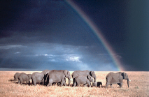 elephants.jpg (27436 bytes)