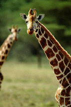 giraffe.jpg (29138 bytes)