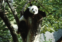 panda.jpg (44403 bytes)