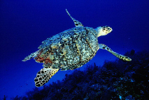 seaturtle.jpg (34137 bytes)