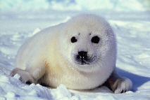 snow seal.jpg (23999 bytes)