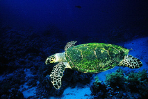 turtle.jpg (37298 bytes)